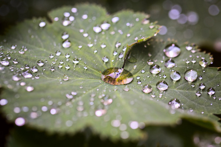 休假和水滴细节背景，选择性焦点