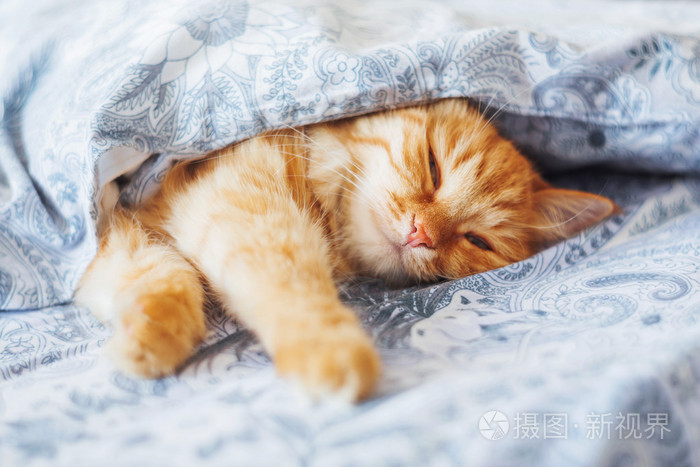 可爱的姜猫躺在床上在毯子下面.蓬松的宠物安顿睡着.