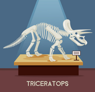 三角恐龙骨骼骨架在博物馆展览。矢量平面卡通插画