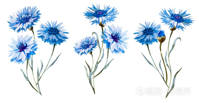 矢车菊水彩画集