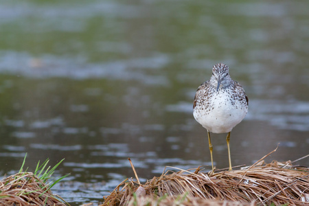 Greenshank 坐在池塘边