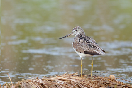 Greenshank 坐在池塘边