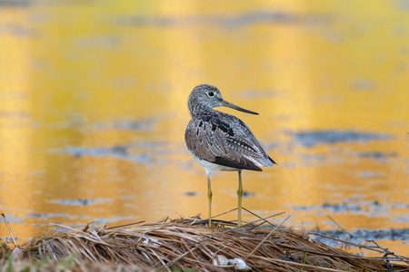 Greenshank 坐在池塘边