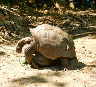 巨大的乌龟在塞舌尔