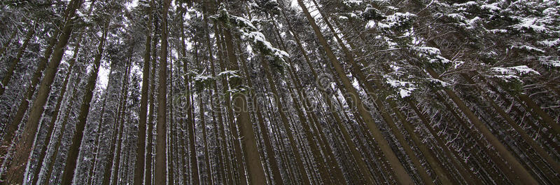 茂密的雪覆盖着松林