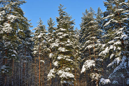 白雪覆盖的松树