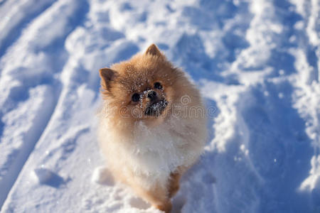 可爱的波美拉尼亚小狗在雪地里散步，在一个冬天