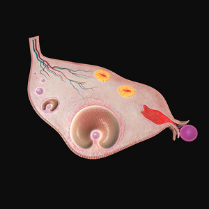 颜色 图表 卵巢 人类 周期 沿着 月经 系统 科学 医学