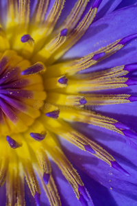 花的 花冠 百合花 花粉 盛开 植物区系 自然 植物 开花