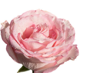 气味 魅力 植物 美女 明信片 浪漫 自然 开花 花的 玫瑰