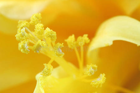 生物学 花冠 植物学 粮食 花粉 特写镜头 花瓣 开花 室内植物