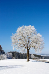 白霜覆盖的树