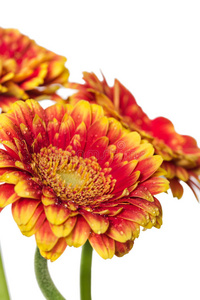 格伯 美丽的 植物学 花的 非洲菊 花瓣 公司 美女 雏菊