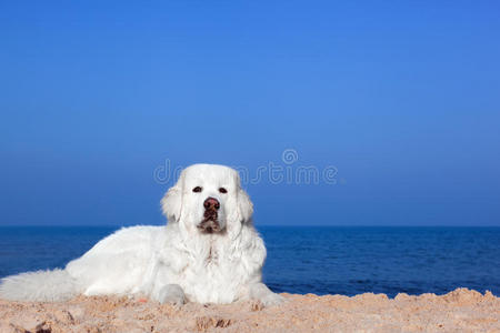 海滩上可爱的白狗。 波兰Tatra牧羊犬