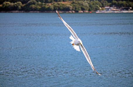 海鸥展翅飞过沧海图片