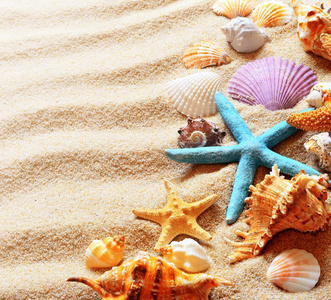 海滩贝壳和海星砂图片