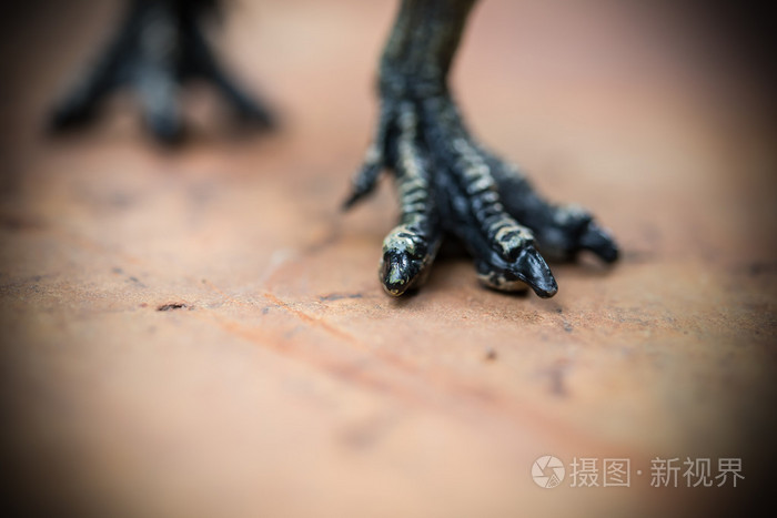 岩石上的霸王龙脚