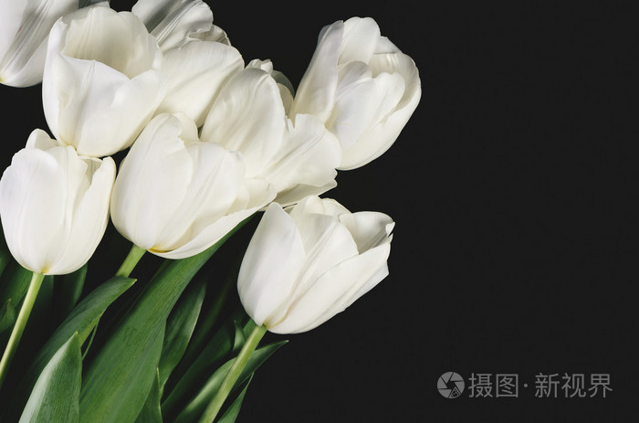 有色的图像的暗背景上的白色郁金香花束鹤