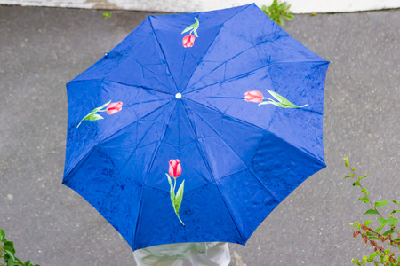 女蓝色伞顶景图及郁金香图片图片