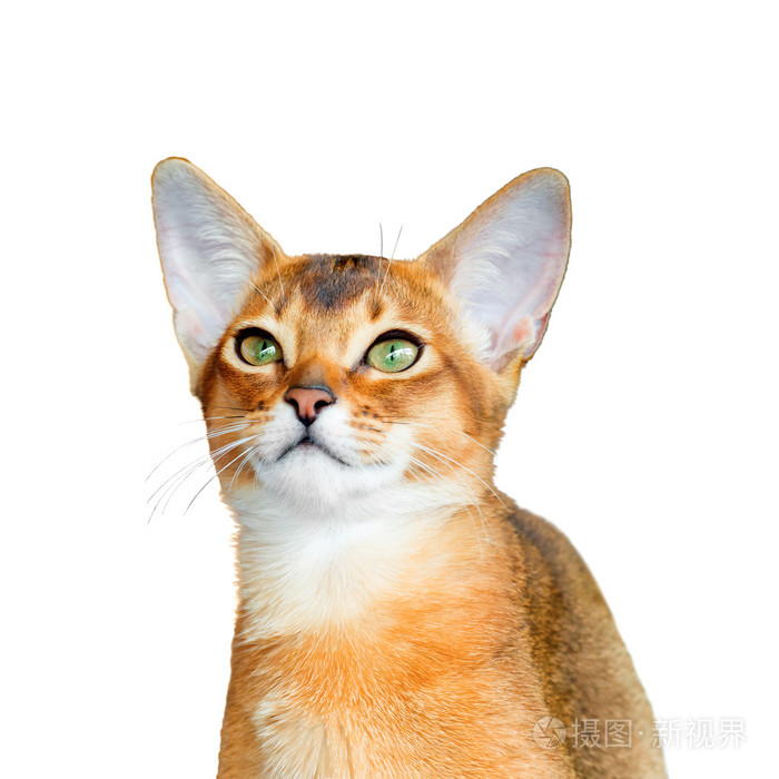 年轻的阿比西尼亚猫