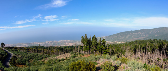 西班牙特内里费岛的绿化景观图片