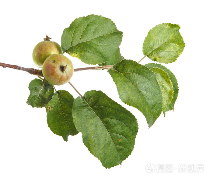苹果树枝与未成熟的青苹果白坝上孤立
