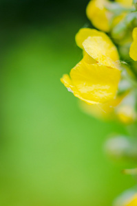 在花园里的黄色花特写图片