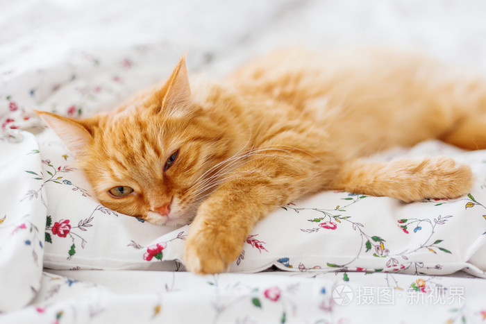 可爱的姜猫躺在床上.蓬松的宠物看起来很疲倦.温馨的家庭背景.