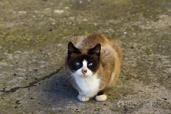 猫坐在户外等主人.bey 猫, 特内里费岛, la florida