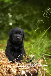 美丽的纯种黑色小狗拉布拉多图片
