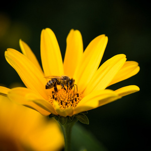 一只蜜蜂忙从花喝花蜜图片