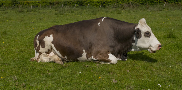 单母母牛躺在草丛中图片