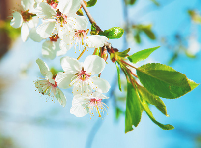 白色的樱花树花在春天图片