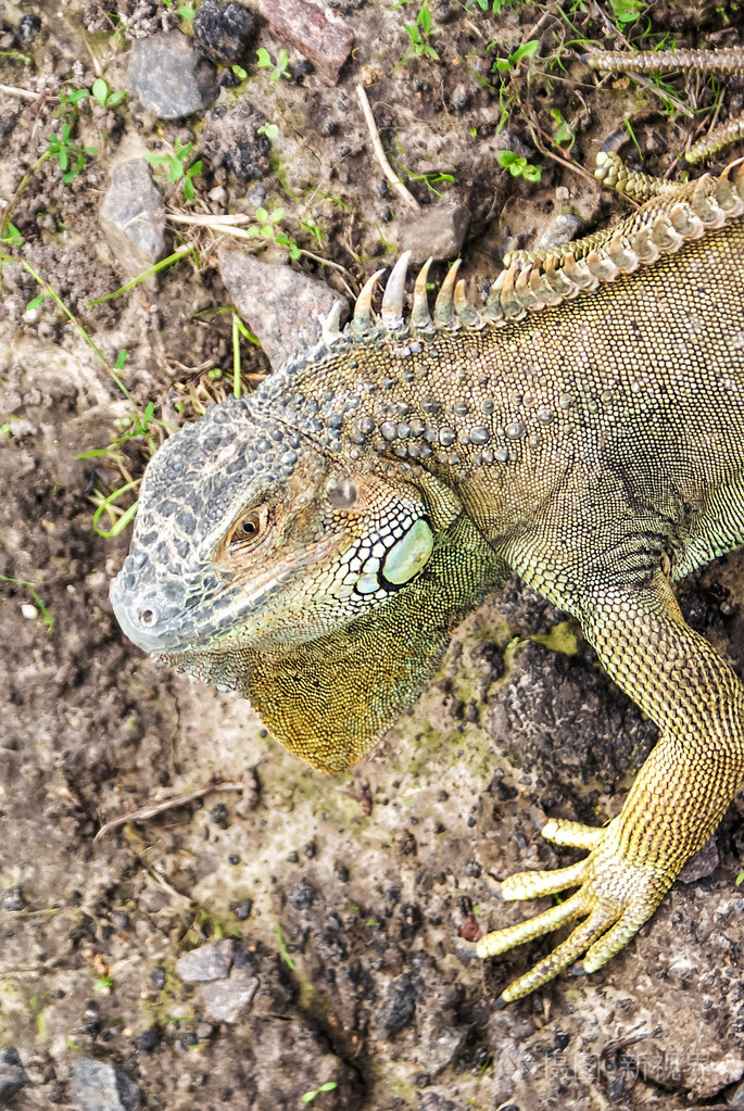 绿鬣蜥吃什么_刺尾鬣蜥和绿鬣蜥_绿鬣蜥吃蜥蜴吗