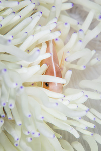 海葵触手和粉红色条图片