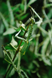 竹节虫上绿色的植物图片