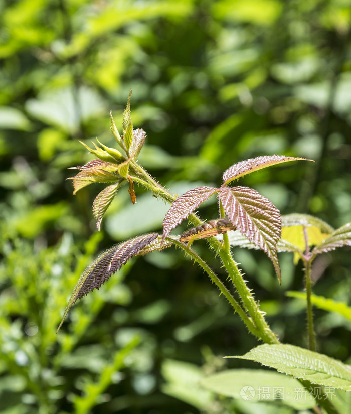 荨麻植物