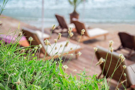 躺椅 娱乐 假日 风景 棕榈 逃走 享受 海滩 水塘 奢侈