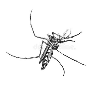 蚊子 生物学 流行病 素描 害虫 自然 阴影 刺痛 缺陷