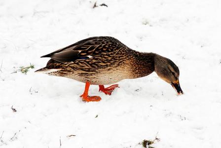 冬天的鸭子在雪地上