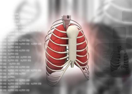 肋骨锁骨人肋骨插画