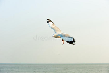 海中的海鸥