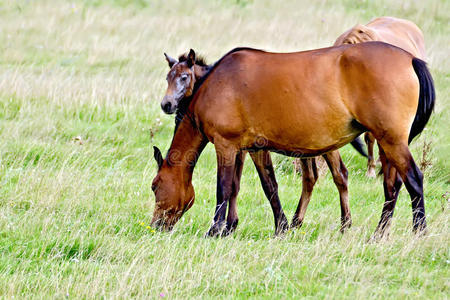 母马 动物 板栗 母亲 放牧 颜色 草地 宝贝 农场 自然