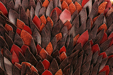 形象 材料 隐藏 复制 颜色 花瓣 美女 皮革 摄影 自然
