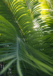 棕榈树的绿叶