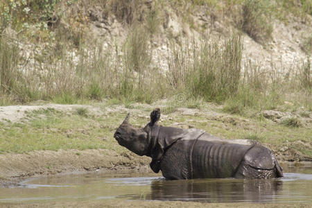 更大的一个角犀牛在巴迪亚，尼泊尔