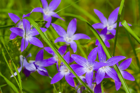 美丽的紫罗兰色花中一棵草图片