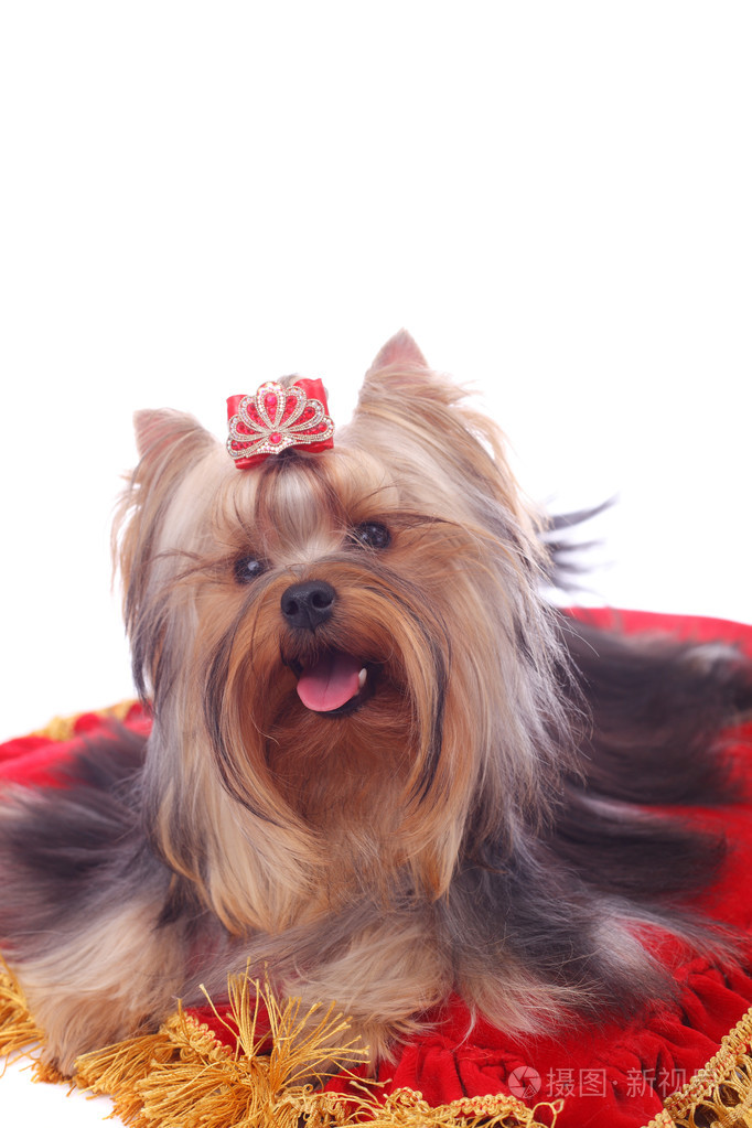 约克夏犬特写