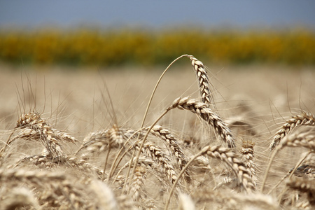 小麦对向日葵线的特写耳朵图片