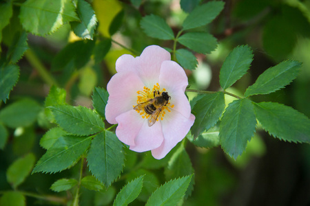 野玫瑰的花儿蜜蜂图片
